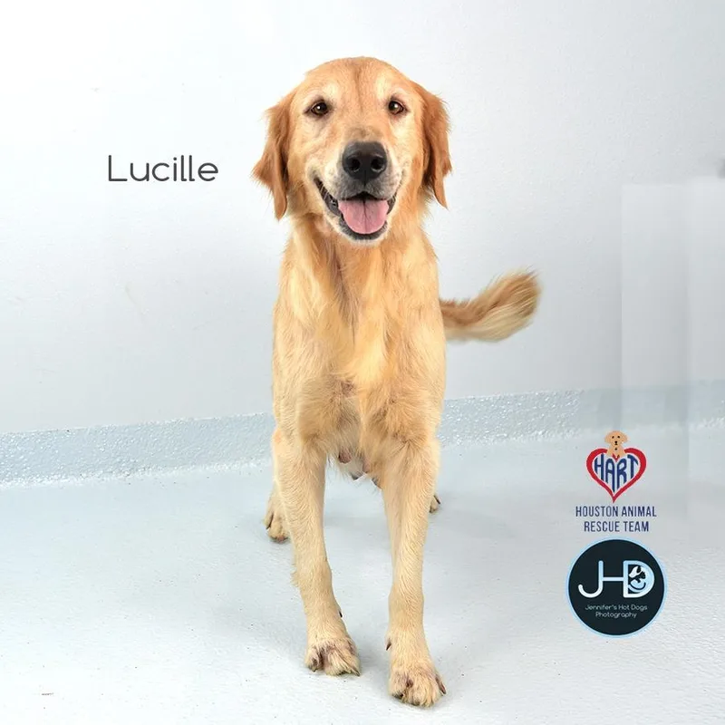An adult large-sized female Golden Retriever dog named Lucille for adoption in Hockley, TX