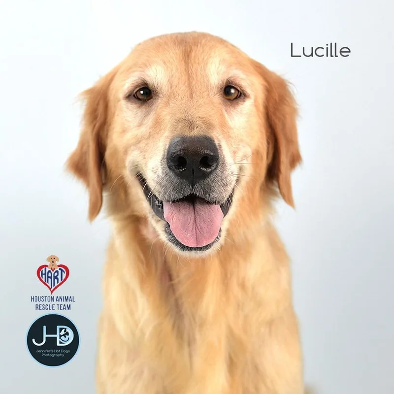 Lucille thumbnail 2