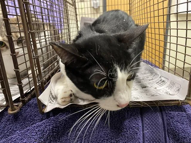 An adult large-sized female Domestic Short Hair cat named A for adoption in Modesto, CA