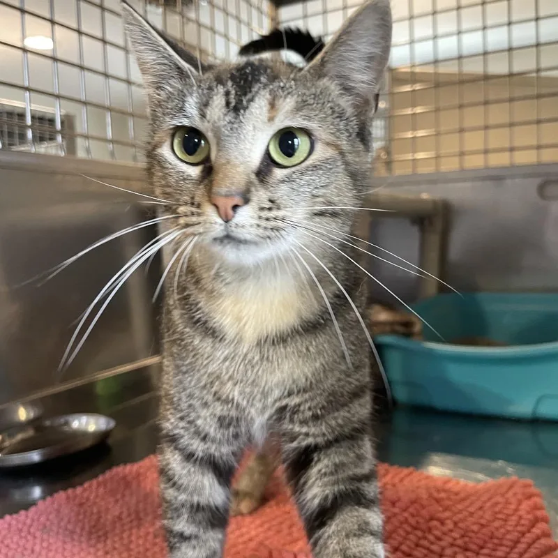 A young medium-sized female Brown / Chocolate Domestic Short Hair cat named Floam for adoption in South Haven, MI