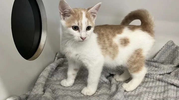A baby medium-sized male Orange & White Domestic Short Hair cat named McSquizzy for adoption in Chestertown, MD