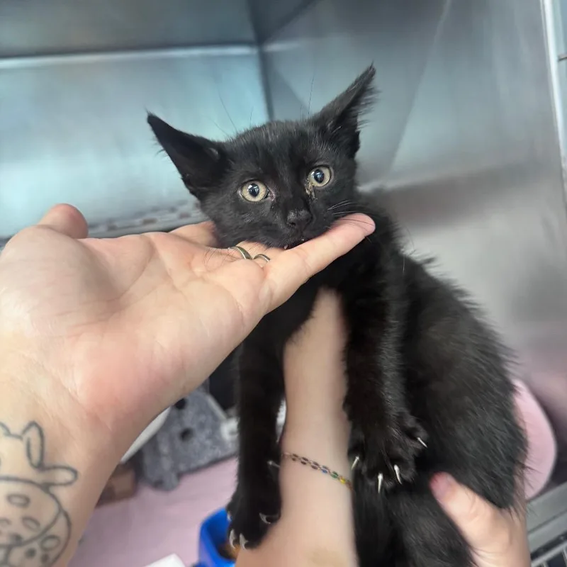 A baby small-sized male Black Domestic Short Hair cat named Roberto for adoption in Birdsboro, PA