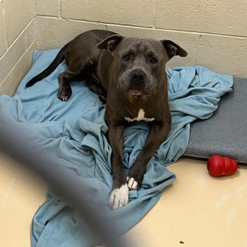 An adult large-sized male Gray / Blue / Silver Pit Bull Terrier dog named Uncle Mike for adoption in Winston-Salem, NC