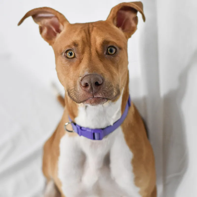 A young medium-sized female Apricot / Beige American Bulldog dog named Stella for adoption in Defuniak Springs, FL