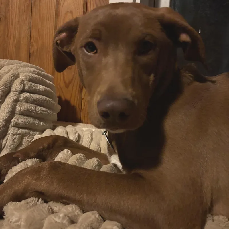 A young medium-sized female Brown / Chocolate Mixed Breed dog named Hawaii for adoption in Buffalo, MN