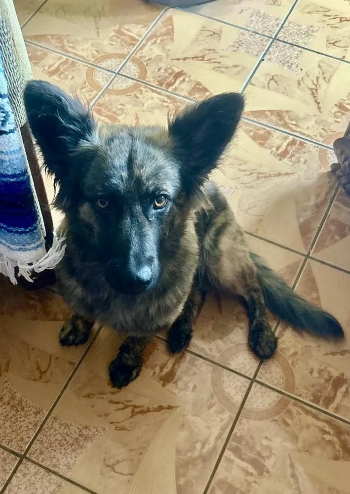 A young medium-sized female Brindle Dutch Shepherd dog named Owsley for adoption in Escondido, CA