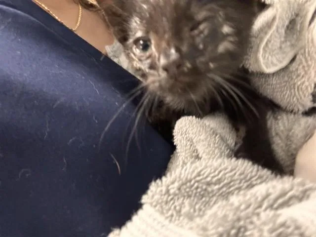 A baby small-sized male Domestic Short Hair cat named Beanie for adoption in Riverside, CA