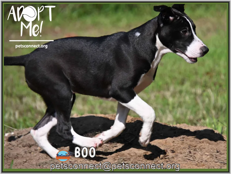 A baby medium-sized female Black Labrador Retriever dog named Boo for adoption in South Bend, IN