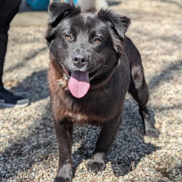 A young large-sized male Black Mixed Breed dog named Moto for adoption in West Olive, MI
