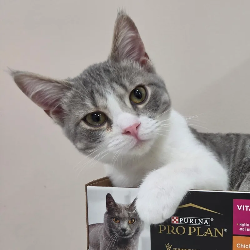 A baby medium-sized female Domestic Short Hair cat named Pecan for adoption in Portage, MI