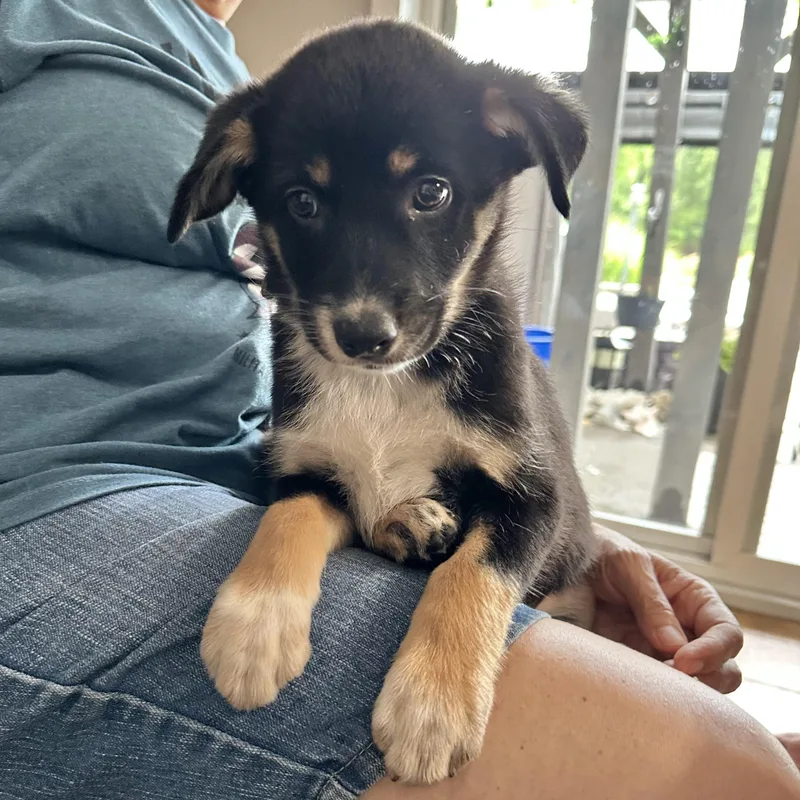 A baby medium-sized female Australian Shepherd dog named Vera for adoption in Hillsborough, NJ