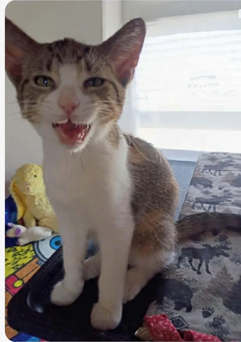 A baby medium-sized female Torbie cat named Betty Boop for adoption in Saginaw, MI