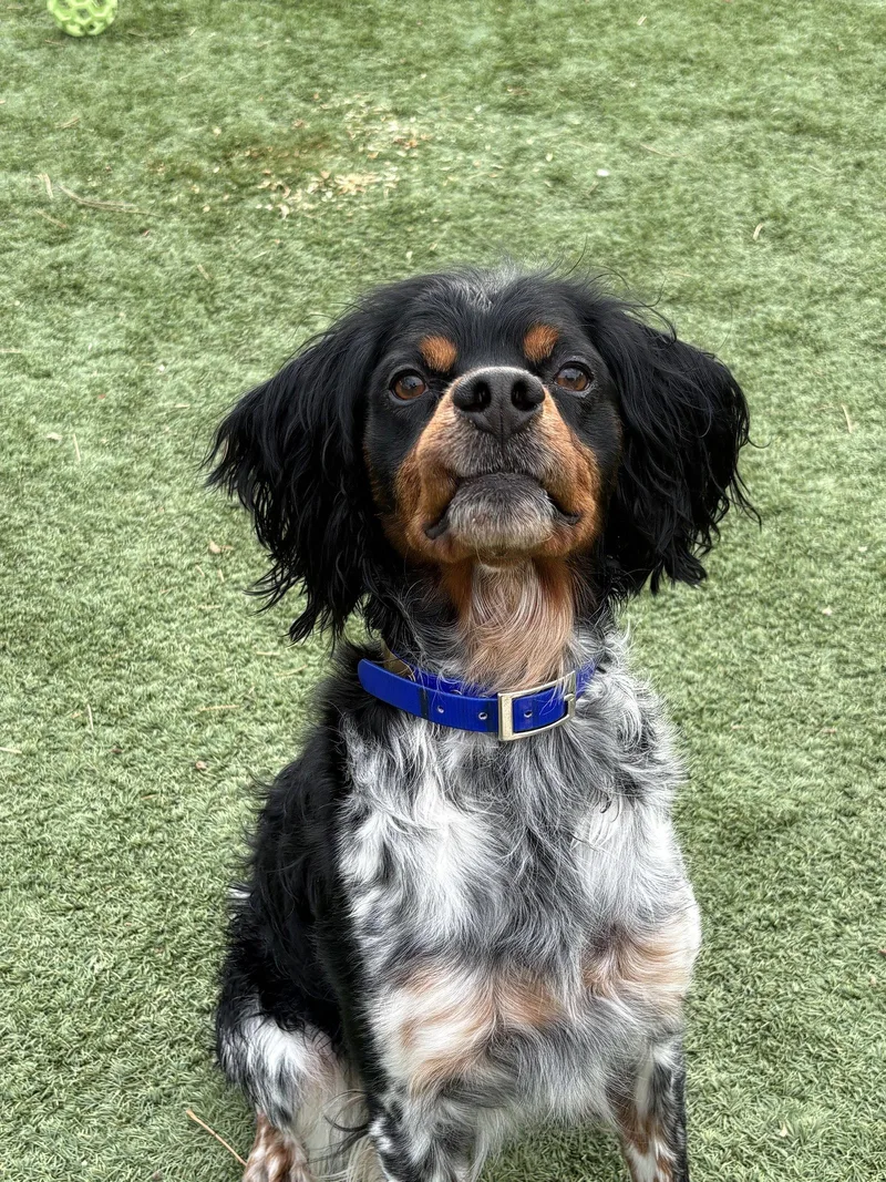 An adult medium-sized male Brittany Spaniel dog named Corigsby for adoption in Baldwinsville, NY