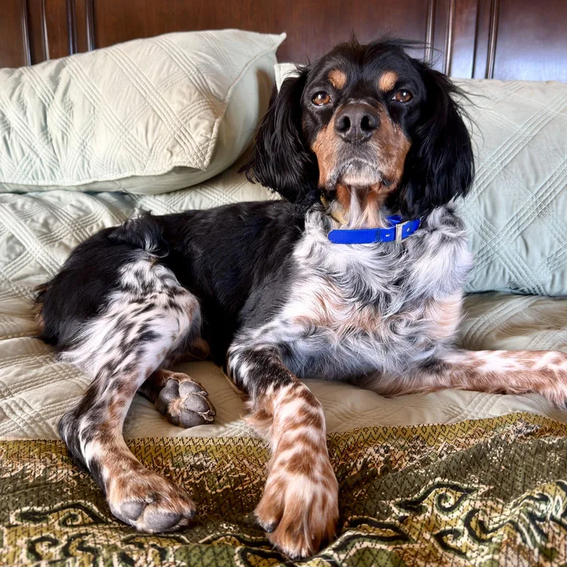 Corigsby thumbnail 2