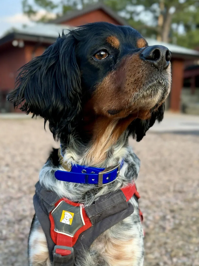 Corigsby thumbnail 3