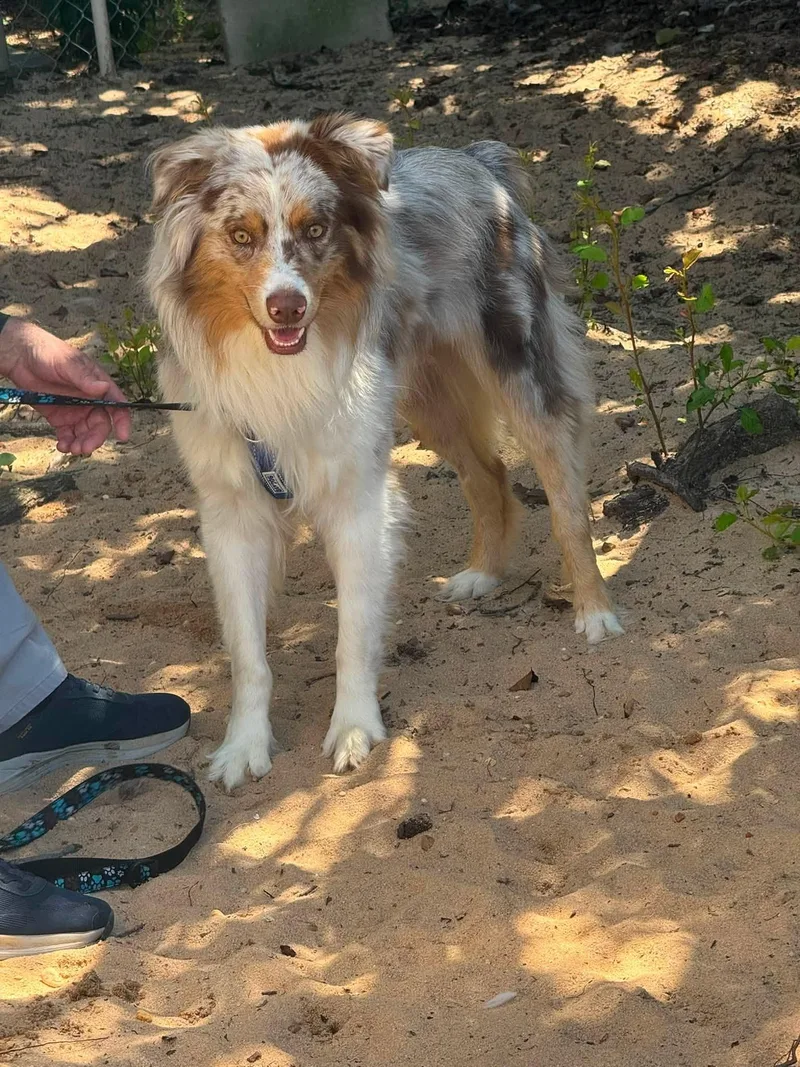 A young medium-sized male Australian Shepherd dog named Maverick for adoption in Navarre, FL