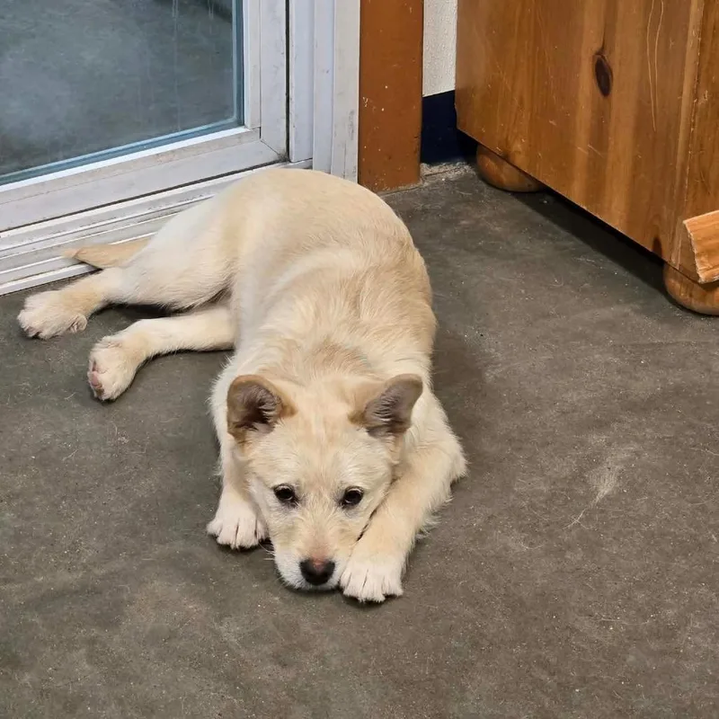 A baby medium-sized male White / Cream Shiba Inu dog named Moe for adoption in Park Falls, WI