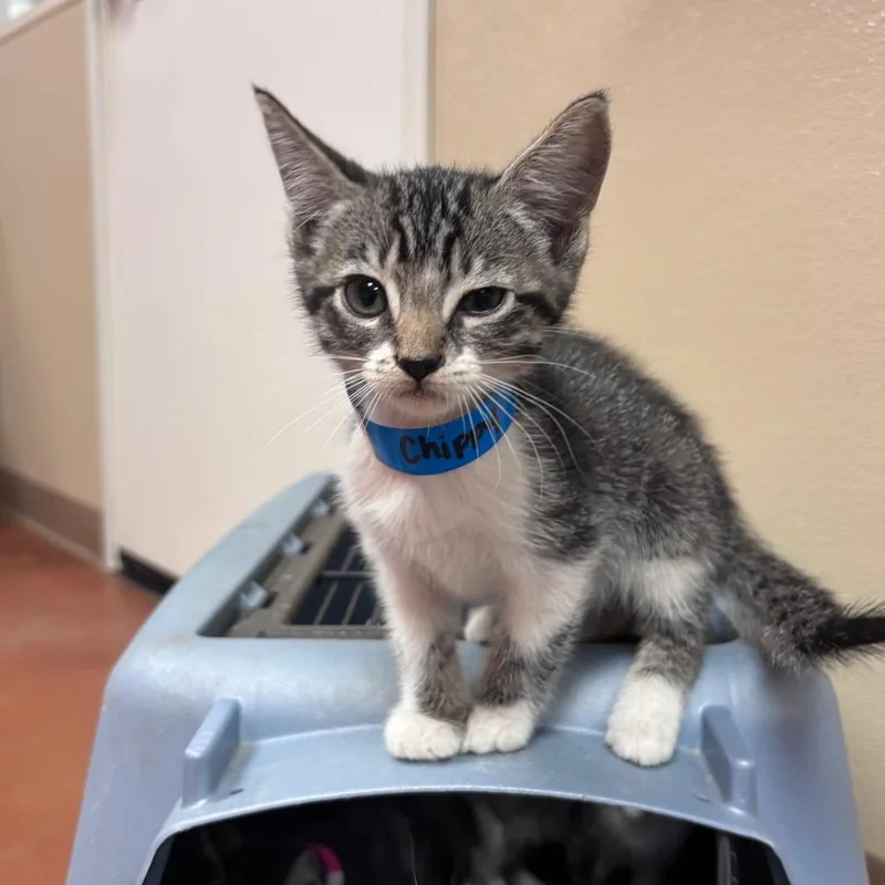 A baby small-sized male Gray / Blue / Silver Domestic Short Hair cat named Chippy Dippy Dopey Dup for adoption in Santa Barbara, CA
