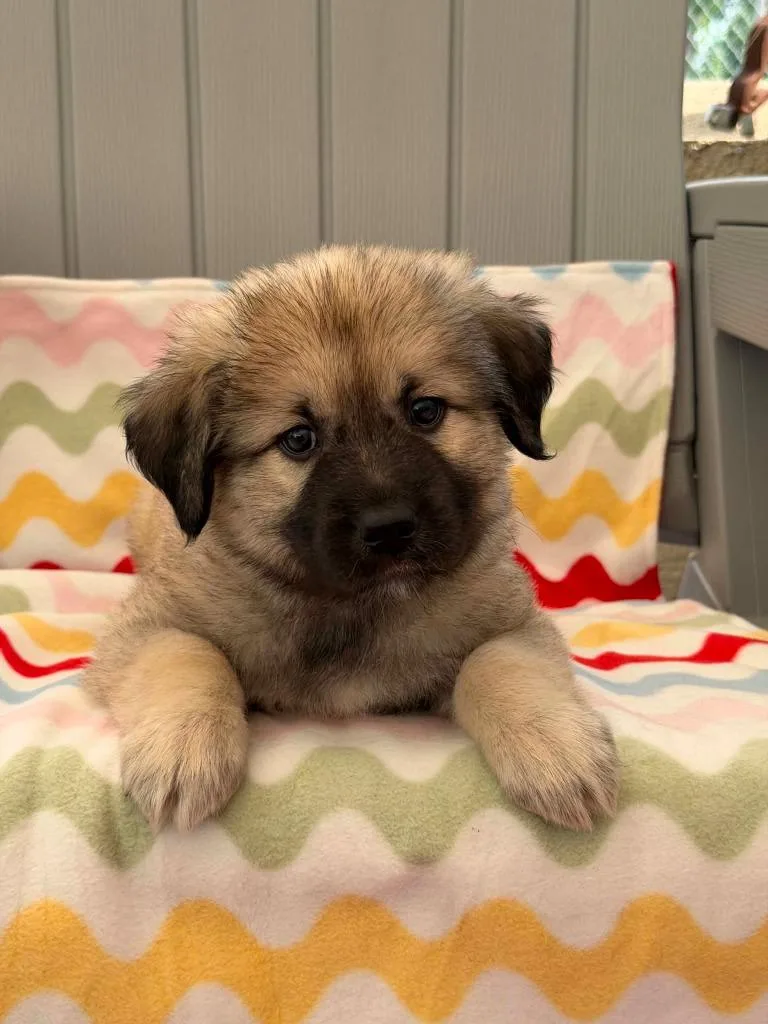 A baby medium-sized female Mixed Breed dog named Ice Cream Litter for adoption in Savage, MN