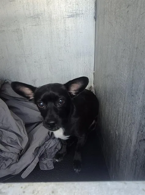 A young small-sized male Chihuahua dog named Oreo for adoption in San Antonio, TX