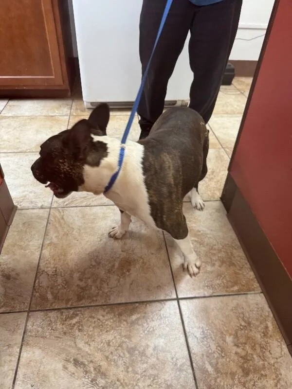 An adult medium-sized male White / Cream Mixed Breed dog named Holken for adoption in Cincinnati, OH