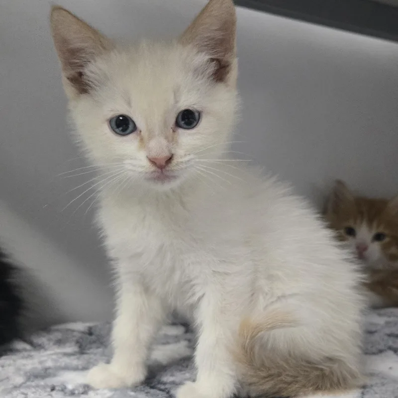A baby large-sized female Flame Point Siamese cat named Mali for adoption in Keokuk, IA