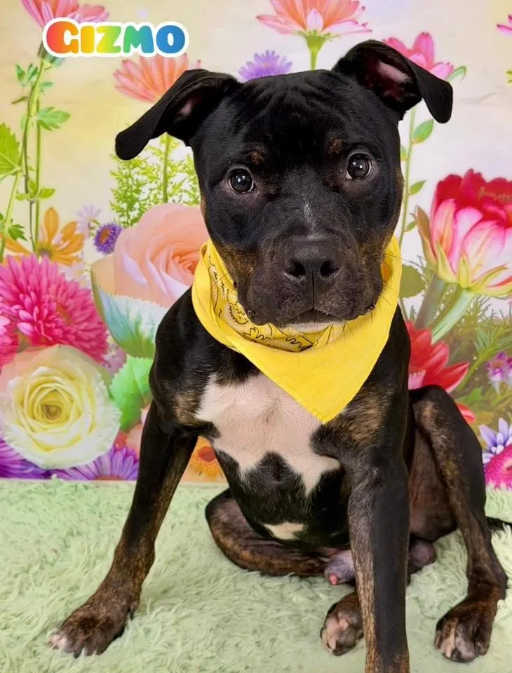 A young medium-sized male Black Mixed Breed dog named Gizmo for adoption in Flint, MI