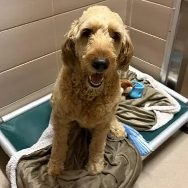 An adult large-sized female Golden Mixed Breed dog named Barkleigh for adoption in Waukesha, WI
