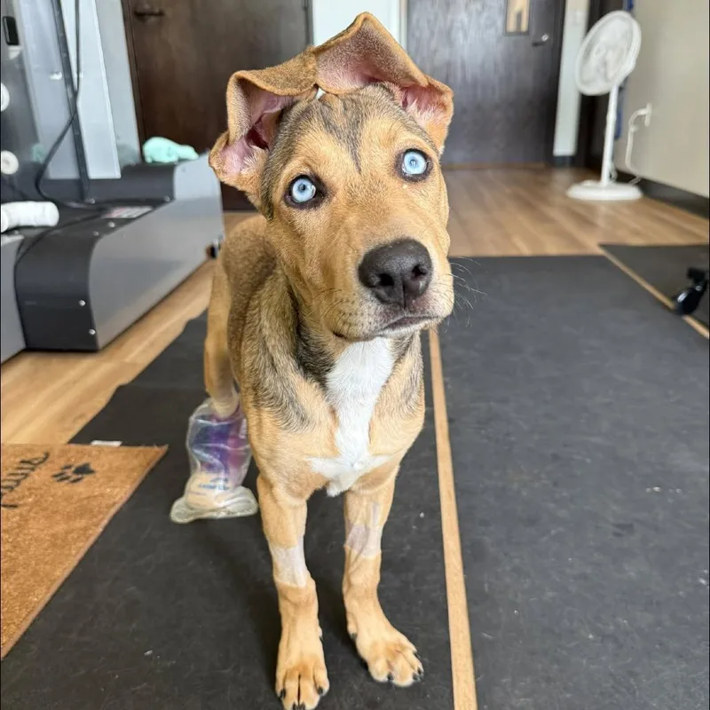 A baby medium-sized female Shepherd dog named Honey for adoption in Flower Mound, TX