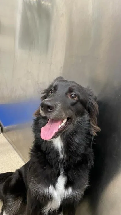 A young medium-sized female Border Collie dog named Bigfoot for adoption in North Richland Hills, TX