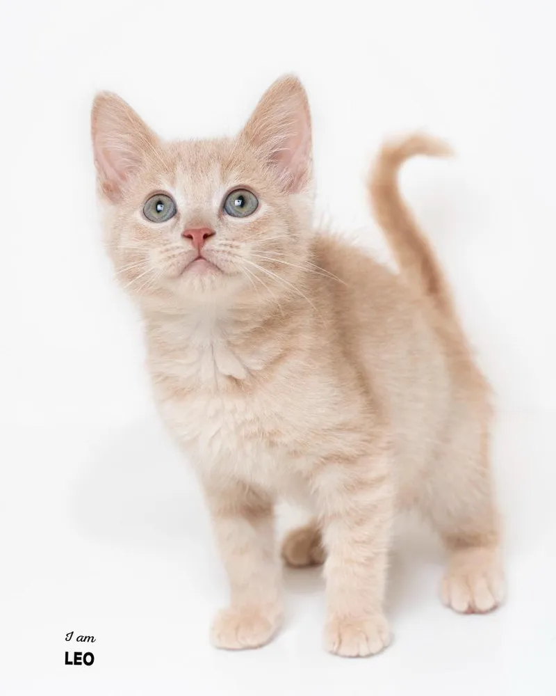 A baby small-sized male Domestic Short Hair cat named Leo for adoption in Boone, IA
