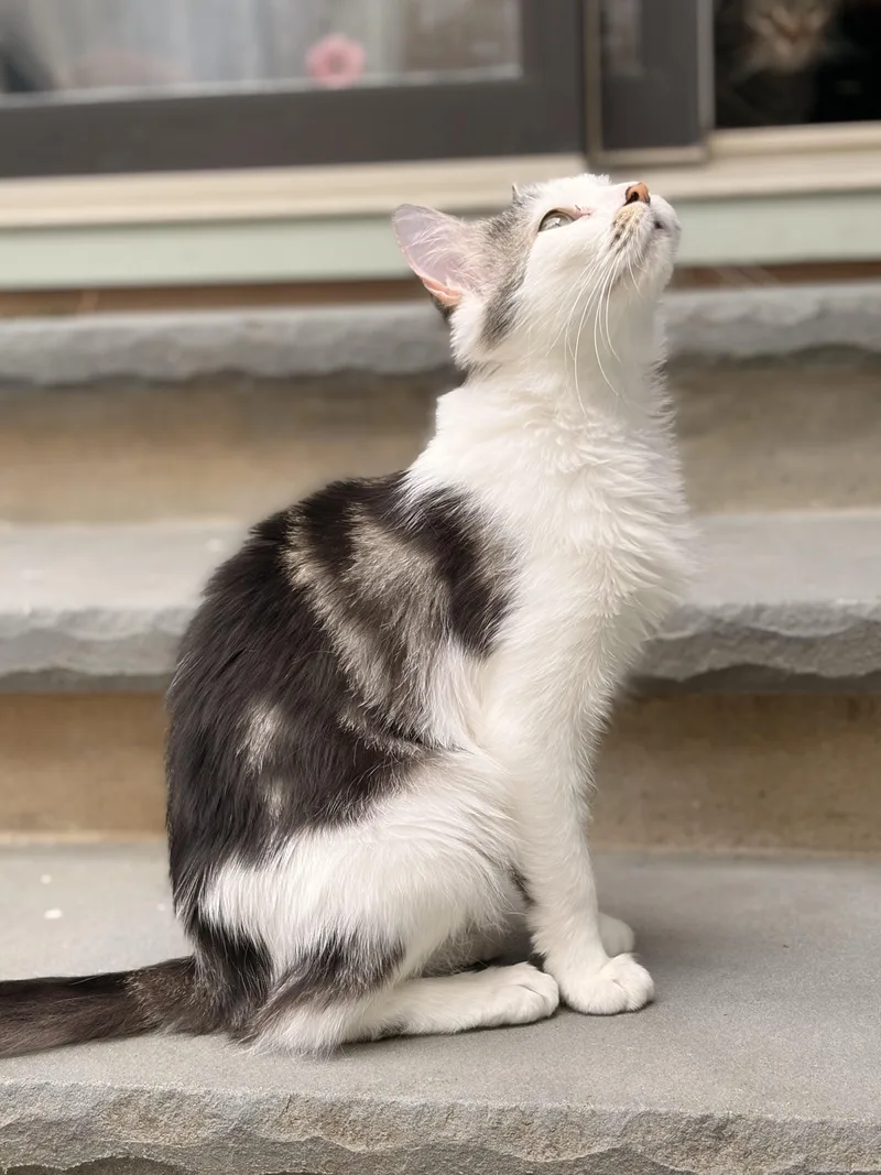 Tulip Spring Time All thumbnail 2