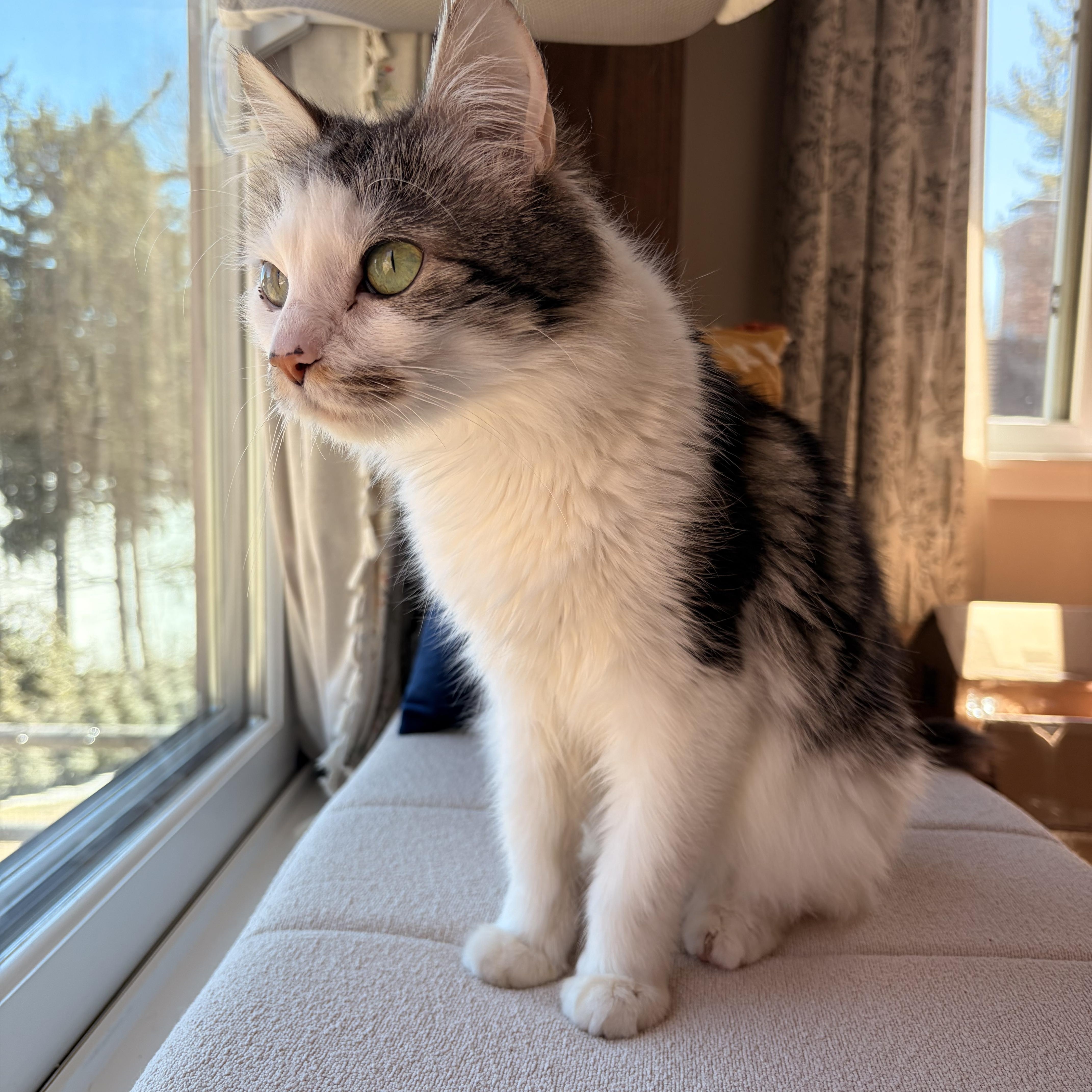 Tulip Spring Time All thumbnail 3