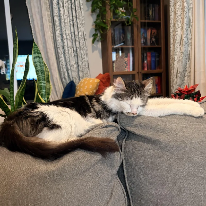 Tulip Spring Time All thumbnail 4