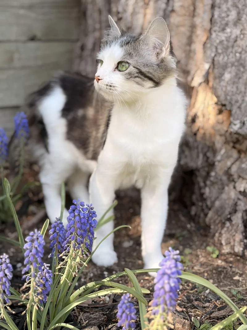 Tulip Spring Time All thumbnail 5