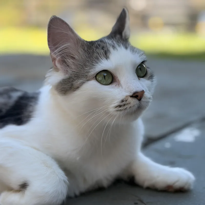 A young medium-sized female Black & White / Tuxedo Domestic Medium Hair cat named Tulip Spring Time All for adoption in Stamford, CT