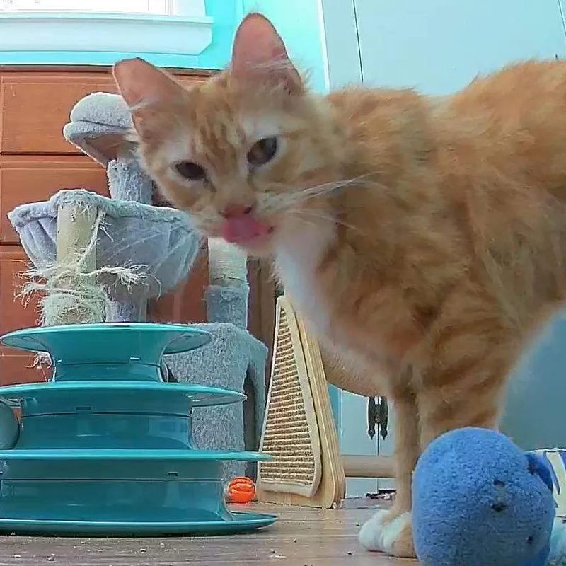 An adult medium-sized female Orange / Red Domestic Medium Hair cat named Lucy for adoption in Baker City, OR