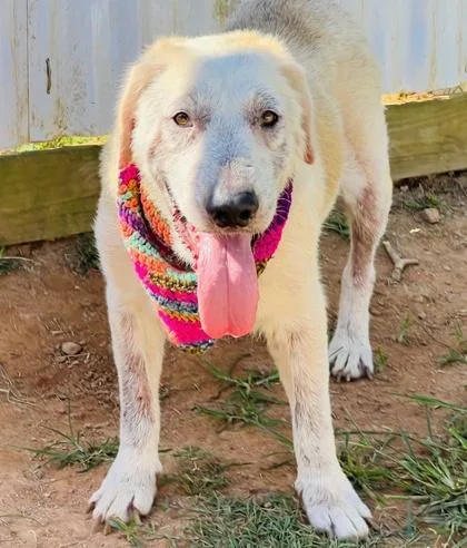 An adult large-sized female Labrador Retriever dog named Elsa $ for adoption in Seneca, SC