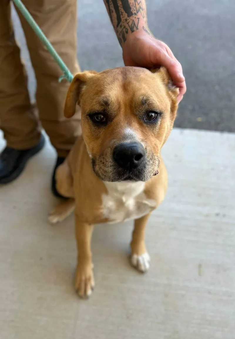 A young large-sized male Yellow Labrador Retriever dog named Rut for adoption in Manchester, TN