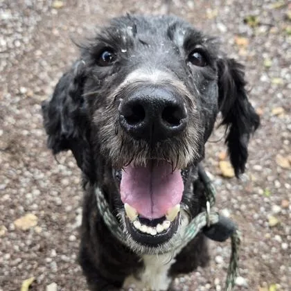 An adult medium-sized male Standard Poodle dog named Jay for adoption in Philadelphia, PA