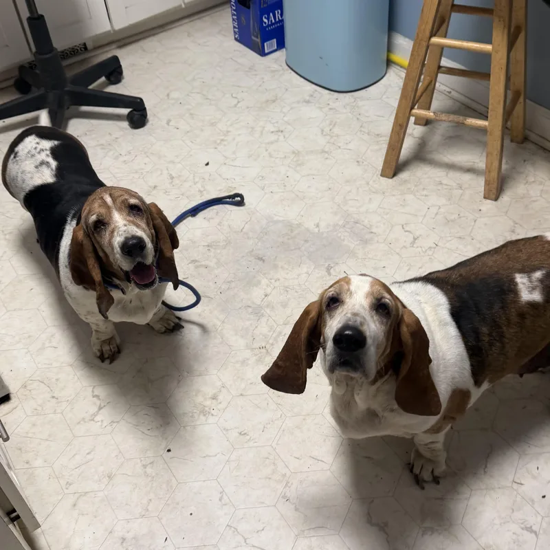 An adult medium-sized male Tricolor (Brown, Black, & White) Basset Hound dog named Duke & Daisy for adoption in Louisburg, KS