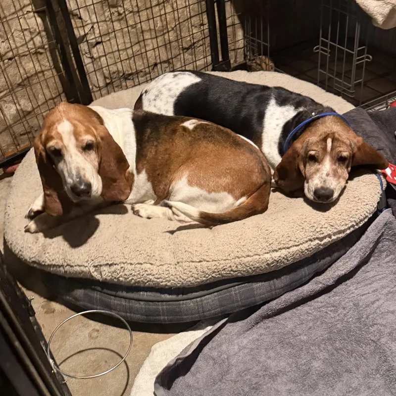 Duke & Daisy thumbnail 2