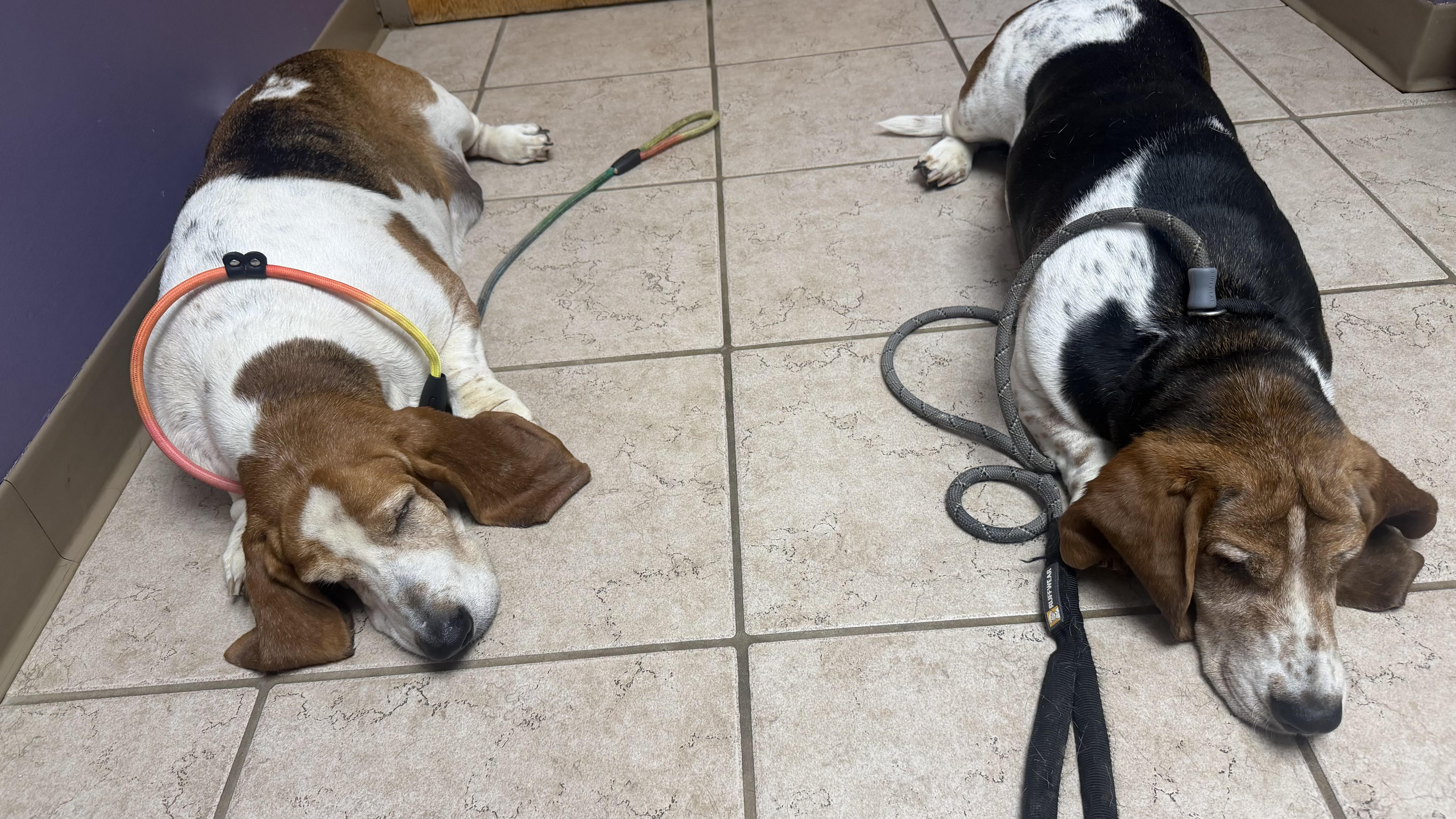 Duke & Daisy thumbnail 3