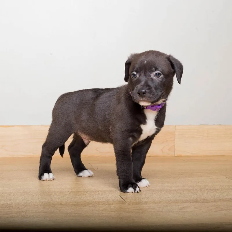 A baby small-sized male Labrador Retriever dog named Lemmy D for adoption in Minnetonka, MN