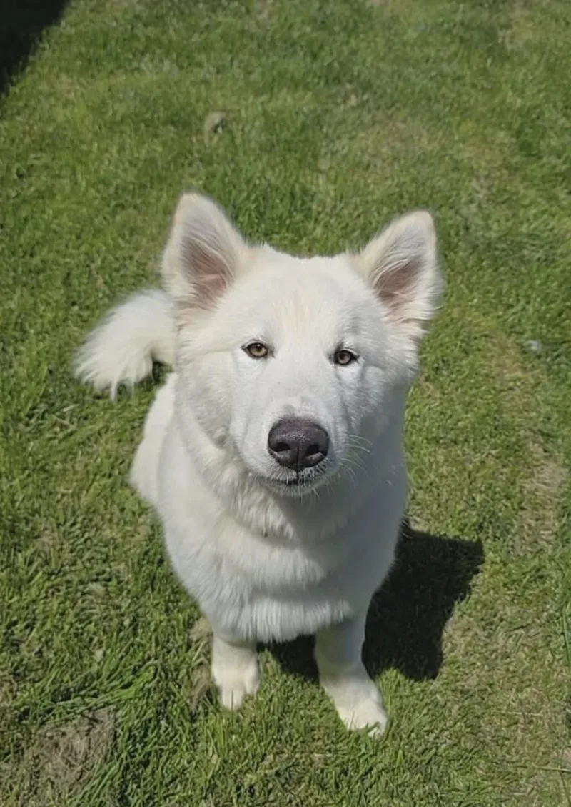 A young large-sized male White / Cream Samoyed dog named Yukon for adoption in Manteca, CA
