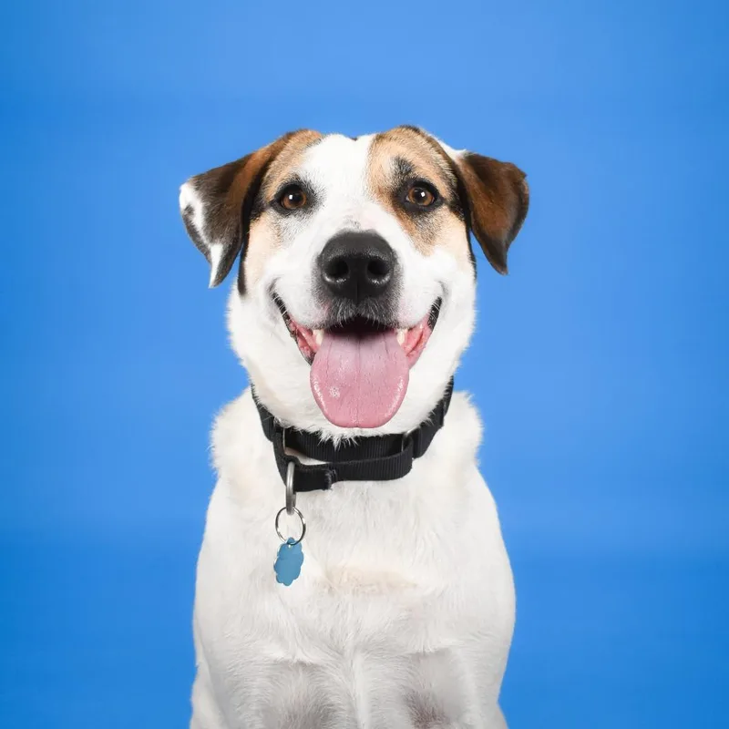 An adult medium-sized female Hound dog named Olive for adoption in West Palm Beach, FL