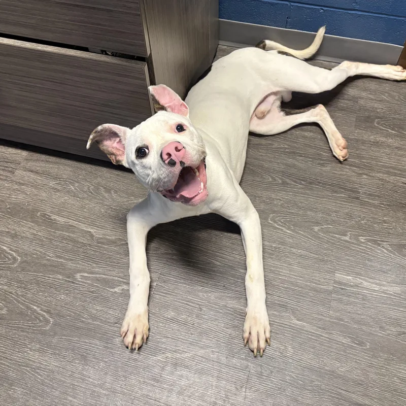 An adult medium-sized male White / Cream Pit Bull Terrier dog named Ziggy for adoption in Webster, TX