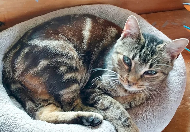 A young small-sized female Tabby (Brown / Chocolate) Tabby cat named Mindy for adoption in The Dalles, OR