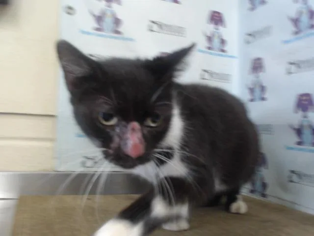 An adult small-sized female Domestic Short Hair cat named Fester for adoption in Orlando, FL