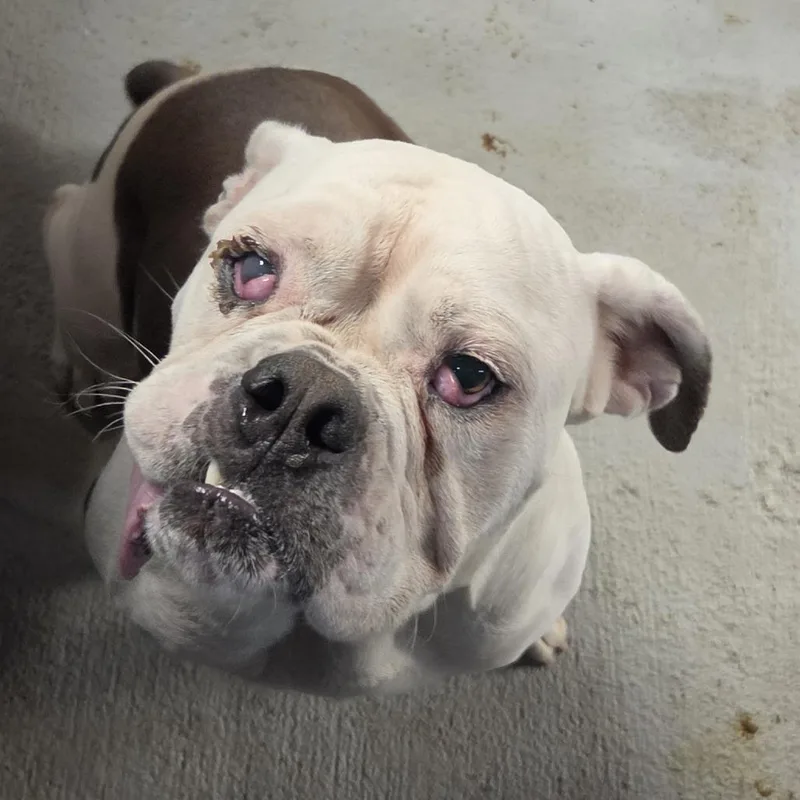 An adult medium-sized male White / Cream Mixed Breed dog named Gengar for adoption in Leander, TX